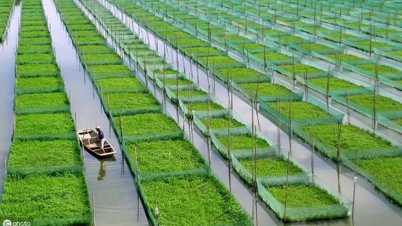 学校蔬菜配送厂家推荐