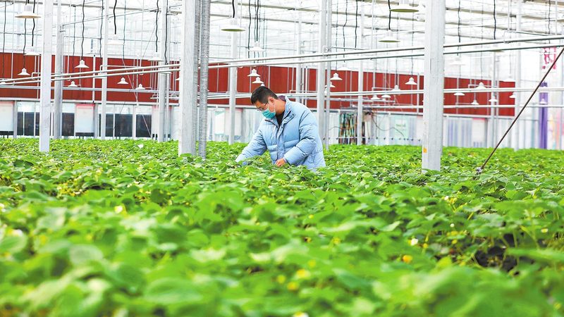 农业合作社内部管理制度：构建高效运营的基石