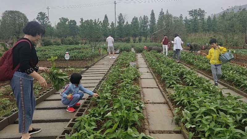 粮食种子发芽率检测，揭秘高效种植的关键一步