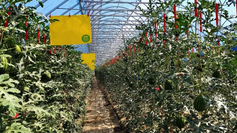 智慧农业种植系统：如何评估性价比
