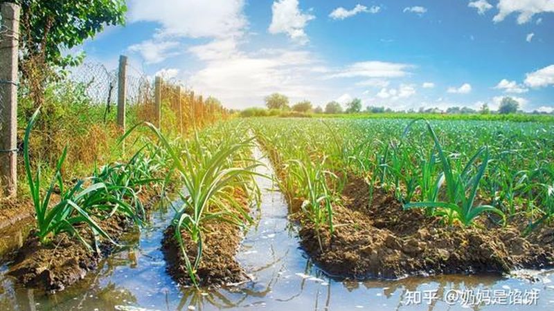 绿色食品认证，产地环境要求揭秘