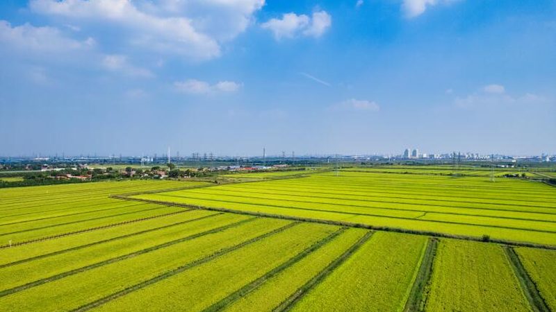 农产品批发代理：如何从利润分析中洞察行业机遇**