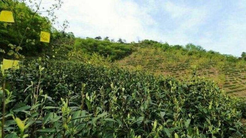 学校蔬菜配送，如何选择合适报价清单？**